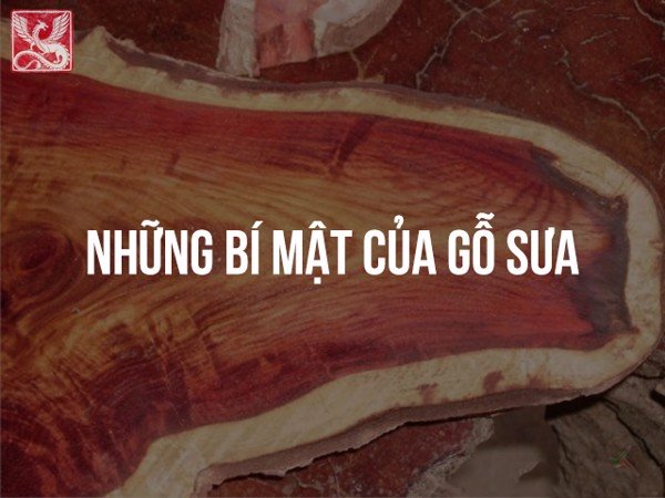 TƯNG BỪNG LỄ HỘI CAM QUÝT ÚC – THƯỞNG THỨC TRÁI CÂY THƯỢNG HẠNG CHỈ TỪ 99.000 ĐỒNG